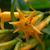 Cestrum aurantiacum