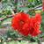 Chaenomeles 'Orange Storm'