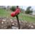 Flower bud and stem