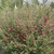 Form of the shrub in bloom