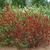 Form of the shrub in bloom