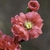 Closeup of pink flower with many petals
