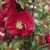 Deep pink double flower