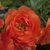 Closeup of double flower with many petals