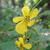 Chamaecrista fasciculata