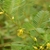 Stem with flowers and leaves