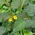 leaves and flowers