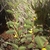 Form
