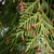 Male cones