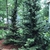 Form- 6 year old tree