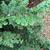 Chamaecyparis obtusa