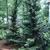 Chamaecyparis obtusa
