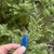 Hand holding ruler next to variegated needle foliage.