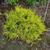 Chamaecyparis pisifera 'Filifera Sungold'