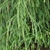 thread like drooping leaves