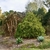 broad teardrop-like mounding habit and distinctive golden, threa