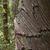 Bark