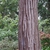 Bark