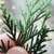 Scale-like leaves