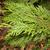 Chamaecyparis nootkatensis