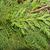 Chamaecyparis nootkatensis