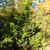 Chamaecyparis obtusa 'Confucius'