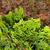 Chamaecyparis obtusa 'Verdoni'