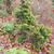 Chamaecyparis obtusa 'Confucius'