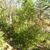 Chamaecyparis obtusa 'Crippsii'