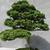 As a bonsai