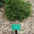Young plant form