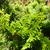 Chamaecyparis obtusa 'Confucius'