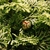 Seed cones