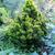 Chamaecyparis obtusa 'Nana Lutea'