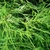 Chamaecyparis obtusa