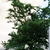 Bonsai in August in Fairfax, Virginia