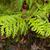 Chamaecyparis obtusa 'Crippsii'