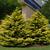 Chamaecyparis obtusa 'Crippsii'