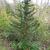Chamaecyparis obtusa