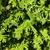 Chamaecyparis pisifera