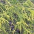 Chamaecyparis pisifera 'Sungold'