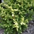 Needles foliage