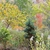 Chamaecyparis pisifera 'Boulevard'