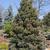 Chamaecyparis pisifera 'Boulevard'
