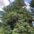 Large form of an evergreen needle tree