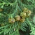 Needled leaves and roundish browncones
