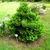 Upright form of the tree