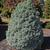 Chamaecyparis pisifera