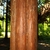 Reddish-brown bark