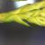 Appressed scale-like leaves. Resin ducts are also visible.